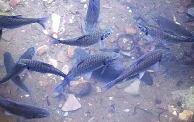 买球站-世界杯足球压球网-五大联赛买球赛-欧预赛买球网-中欧买球网-亚洲体育FIFA滚球_世界杯体育新闻