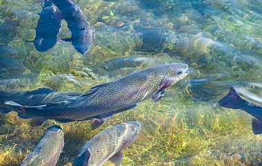 买球站-世界杯足球压球网-五大联赛买球赛-欧预赛买球网-中欧买球网-亚洲体育FIFA滚球_世界杯体育新闻